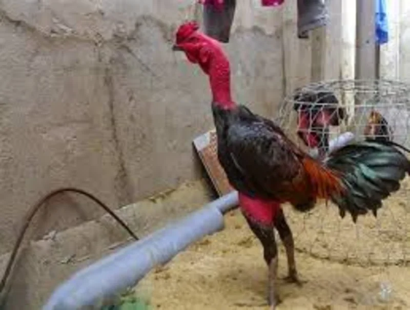 So sánh đặc điểm giống gà để chọn cựa phù hợp với lối đá
